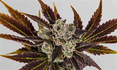 Bruce Banner strain induces a distinct feeling of euphoria that is accompanied with a special sweet floral note. . Sherbet banger strain